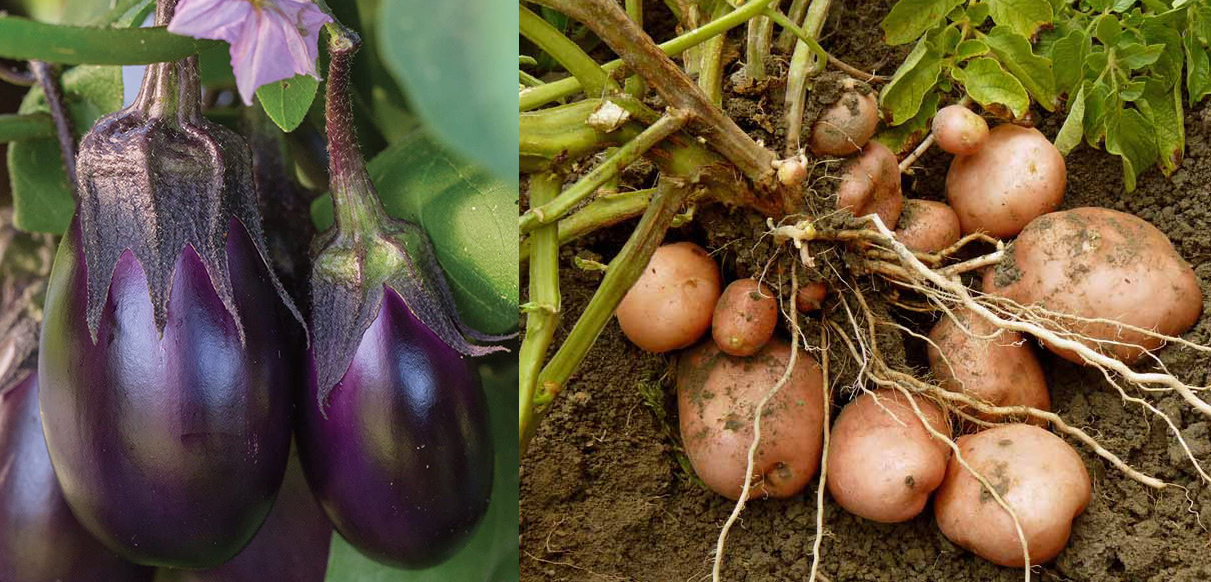 eggplant and potato
